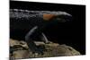 Tylototriton Taliangensis (Taliang Knobby Newt)-Paul Starosta-Mounted Photographic Print