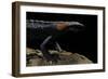 Tylototriton Taliangensis (Taliang Knobby Newt)-Paul Starosta-Framed Photographic Print