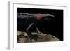 Tylototriton Taliangensis (Taliang Knobby Newt)-Paul Starosta-Framed Photographic Print