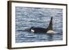 Type a Killer Whale (Orcinus Orca) Bull-Michael Nolan-Framed Photographic Print