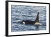 Type a Killer Whale (Orcinus Orca) Bull-Michael Nolan-Framed Photographic Print