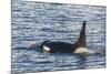 Type a Killer Whale (Orcinus Orca) Bull-Michael Nolan-Mounted Photographic Print