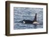 Type a Killer Whale (Orcinus Orca) Bull-Michael Nolan-Framed Photographic Print