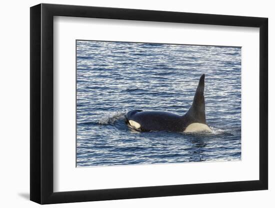 Type a Killer Whale (Orcinus Orca) Bull-Michael Nolan-Framed Photographic Print