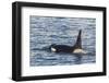 Type a Killer Whale (Orcinus Orca) Bull-Michael Nolan-Framed Photographic Print