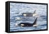 Type a Killer Whales-Michael Nolan-Framed Stretched Canvas