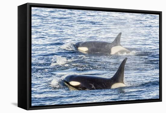 Type a Killer Whales-Michael Nolan-Framed Stretched Canvas