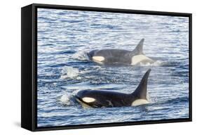 Type a Killer Whales-Michael Nolan-Framed Stretched Canvas