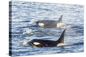 Type a Killer Whales-Michael Nolan-Stretched Canvas