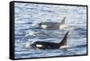 Type a Killer Whales-Michael Nolan-Framed Stretched Canvas