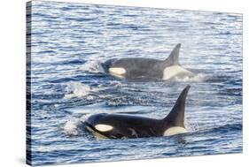 Type a Killer Whales-Michael Nolan-Stretched Canvas