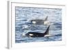 Type a Killer Whales-Michael Nolan-Framed Photographic Print