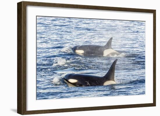 Type a Killer Whales-Michael Nolan-Framed Photographic Print