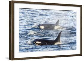 Type a Killer Whales-Michael Nolan-Framed Photographic Print