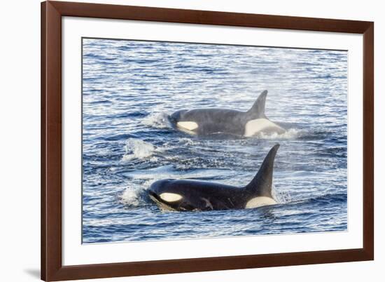 Type a Killer Whales-Michael Nolan-Framed Photographic Print