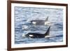 Type a Killer Whales-Michael Nolan-Framed Photographic Print