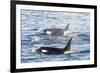 Type a Killer Whales-Michael Nolan-Framed Photographic Print