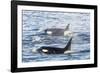 Type a Killer Whales-Michael Nolan-Framed Photographic Print