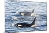 Type a Killer Whales-Michael Nolan-Mounted Photographic Print