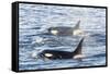 Type a Killer Whales-Michael Nolan-Framed Stretched Canvas