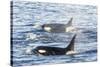 Type a Killer Whales-Michael Nolan-Stretched Canvas