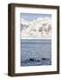 Type a Killer Whales-Michael Nolan-Framed Photographic Print