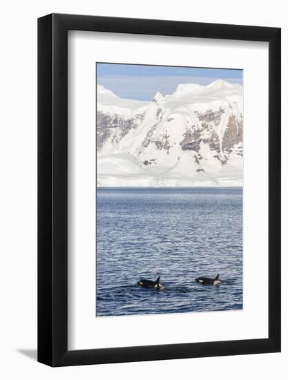 Type a Killer Whales-Michael Nolan-Framed Photographic Print