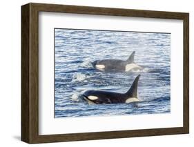 Type a Killer Whales-Michael Nolan-Framed Photographic Print