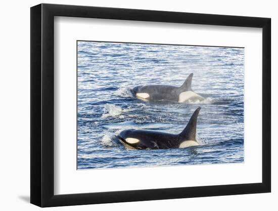 Type a Killer Whales-Michael Nolan-Framed Photographic Print