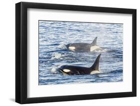 Type a Killer Whales-Michael Nolan-Framed Photographic Print