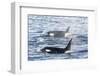 Type a Killer Whales-Michael Nolan-Framed Photographic Print