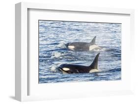 Type a Killer Whales-Michael Nolan-Framed Photographic Print