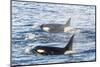 Type a Killer Whales-Michael Nolan-Mounted Photographic Print