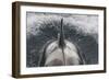 Type B Killer Whale (Orca Orcinus) Surfacing-Brent Stephenson-Framed Photographic Print