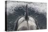 Type B Killer Whale (Orca Orcinus) Surfacing-Brent Stephenson-Stretched Canvas