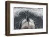 Type B Killer Whale (Orca Orcinus) Surfacing-Brent Stephenson-Framed Photographic Print