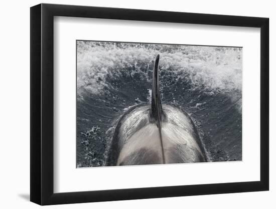Type B Killer Whale (Orca Orcinus) Surfacing-Brent Stephenson-Framed Photographic Print