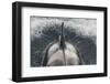 Type B Killer Whale (Orca Orcinus) Surfacing-Brent Stephenson-Framed Photographic Print