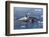 Type B Killer Whales-Michael Nolan-Framed Photographic Print