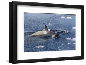 Type B Killer Whales-Michael Nolan-Framed Photographic Print
