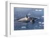 Type B Killer Whales-Michael Nolan-Framed Photographic Print