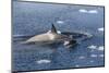 Type B Killer Whales-Michael Nolan-Mounted Photographic Print