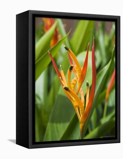 Type of Bird of Paridise Plant, Costa Rica-Robert Harding-Framed Stretched Canvas