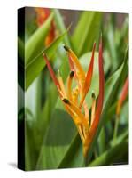 Type of Bird of Paridise Plant, Costa Rica-Robert Harding-Stretched Canvas