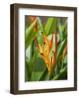 Type of Bird of Paridise Plant, Costa Rica-Robert Harding-Framed Photographic Print