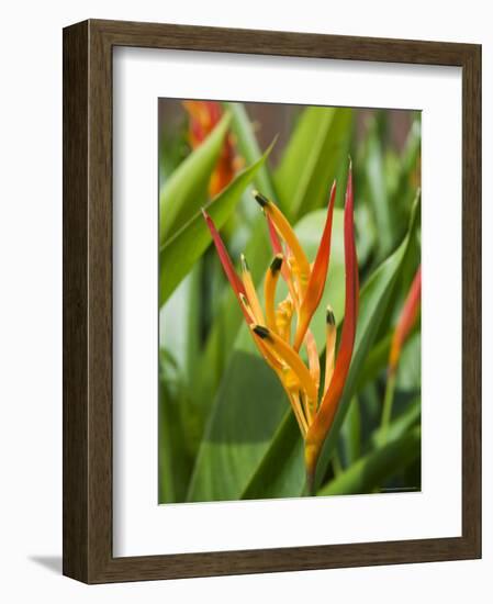 Type of Bird of Paridise Plant, Costa Rica-Robert Harding-Framed Photographic Print