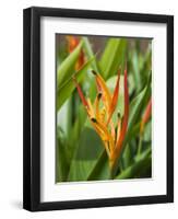 Type of Bird of Paridise Plant, Costa Rica-Robert Harding-Framed Photographic Print