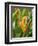 Type of Bird of Paridise Plant, Costa Rica-Robert Harding-Framed Photographic Print