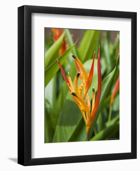 Type of Bird of Paridise Plant, Costa Rica-Robert Harding-Framed Photographic Print