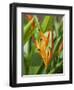 Type of Bird of Paridise Plant, Costa Rica-Robert Harding-Framed Photographic Print